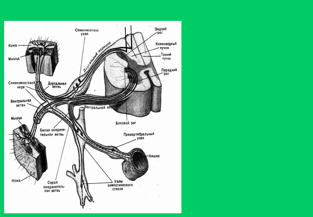 Строение спинного нерва. Спинномозговой нерв анатомия. Схема спинномозгового нерва анатомия. Строение спинномозгового нерва ствол. Ветви спинномозгового нерва схема.