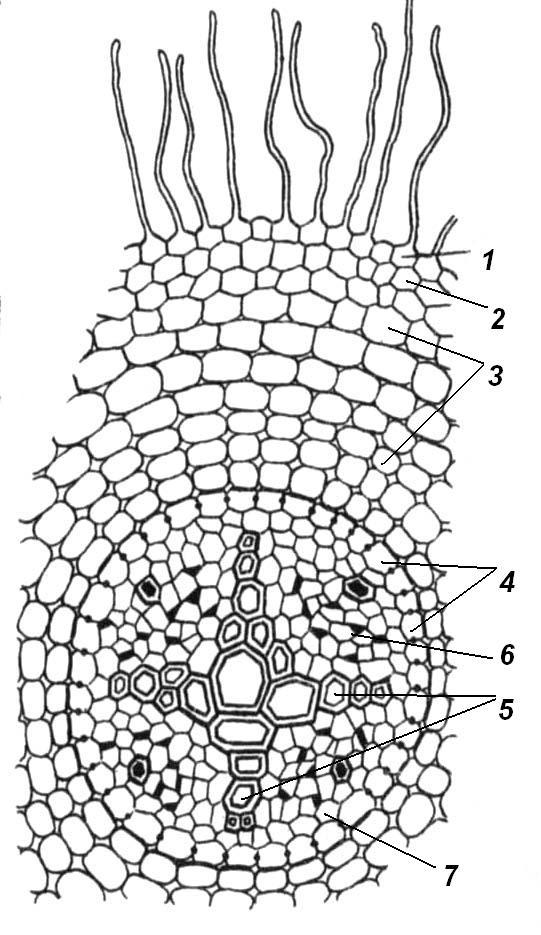На рисунке изображено микроскопическое строение корня в какой из зон был сделан срез