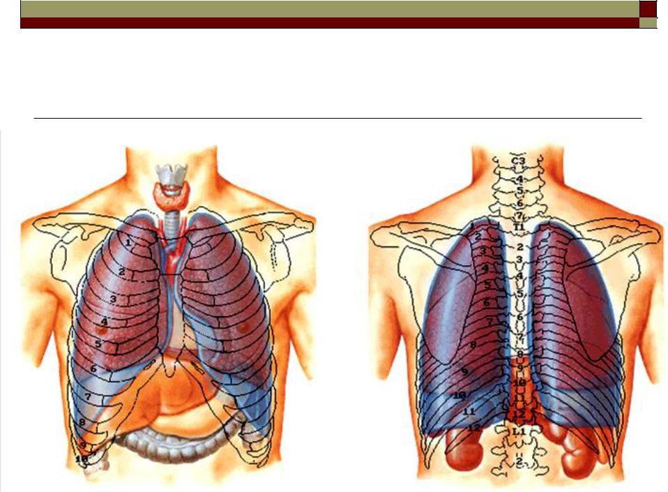 Местоположение легких. Анатомия плевральной полости грудной клетки. Расположение легких. Лёгкие человека расположение.