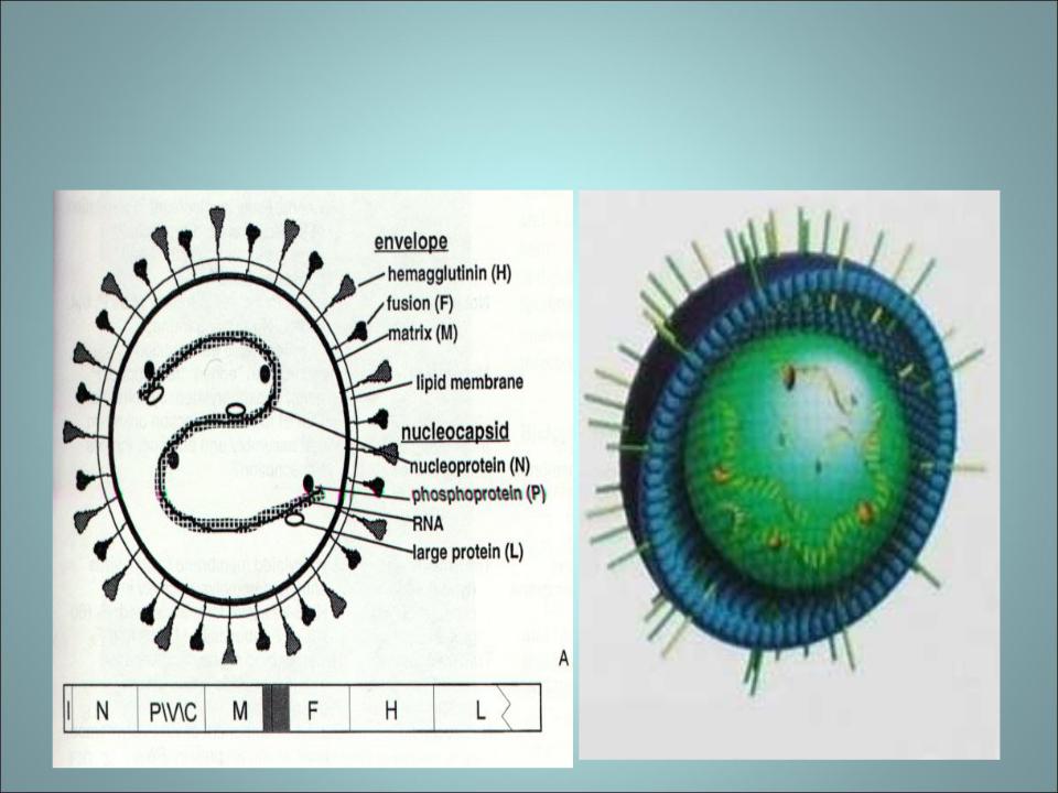Вирус возбудителя кори. Вирус кори строение микробиология. Корь строение вируса. Нуклеокапсид вируса кори. Схема строения вируса кори.
