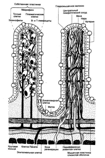 Схема строения кишечной ворсинки