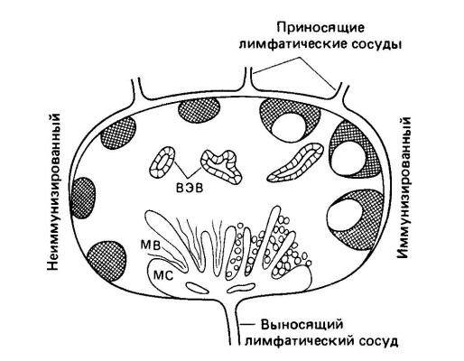 Групповые лимфатические фолликулы расположенные в стенке тонкого кишечника называются