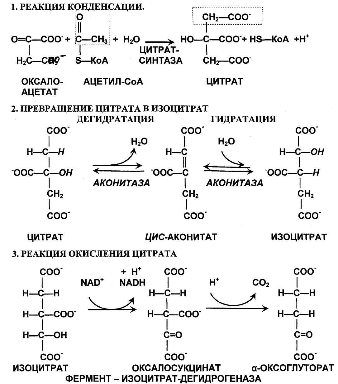 Реакции образования циклов. Цикл Кребса пируват молочная кислота. Цикл Кребса ЦТК. Ферменты ЦТК биохимия. Окислительное декарбоксилирование пирувата биохимия схема.