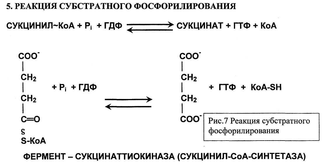 Реакции с затратой энергии. Цикл трикарбоновых кислот реакции. Реакция субстратного фосфорилирования в ЦТК. Реакция цикла Кребса с субстратным фосфорилированием. Реакция субстратного фосфорилирования в цикле Кребса.