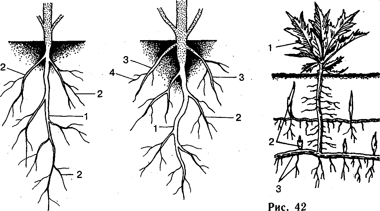 Придаточные почки на корнях
