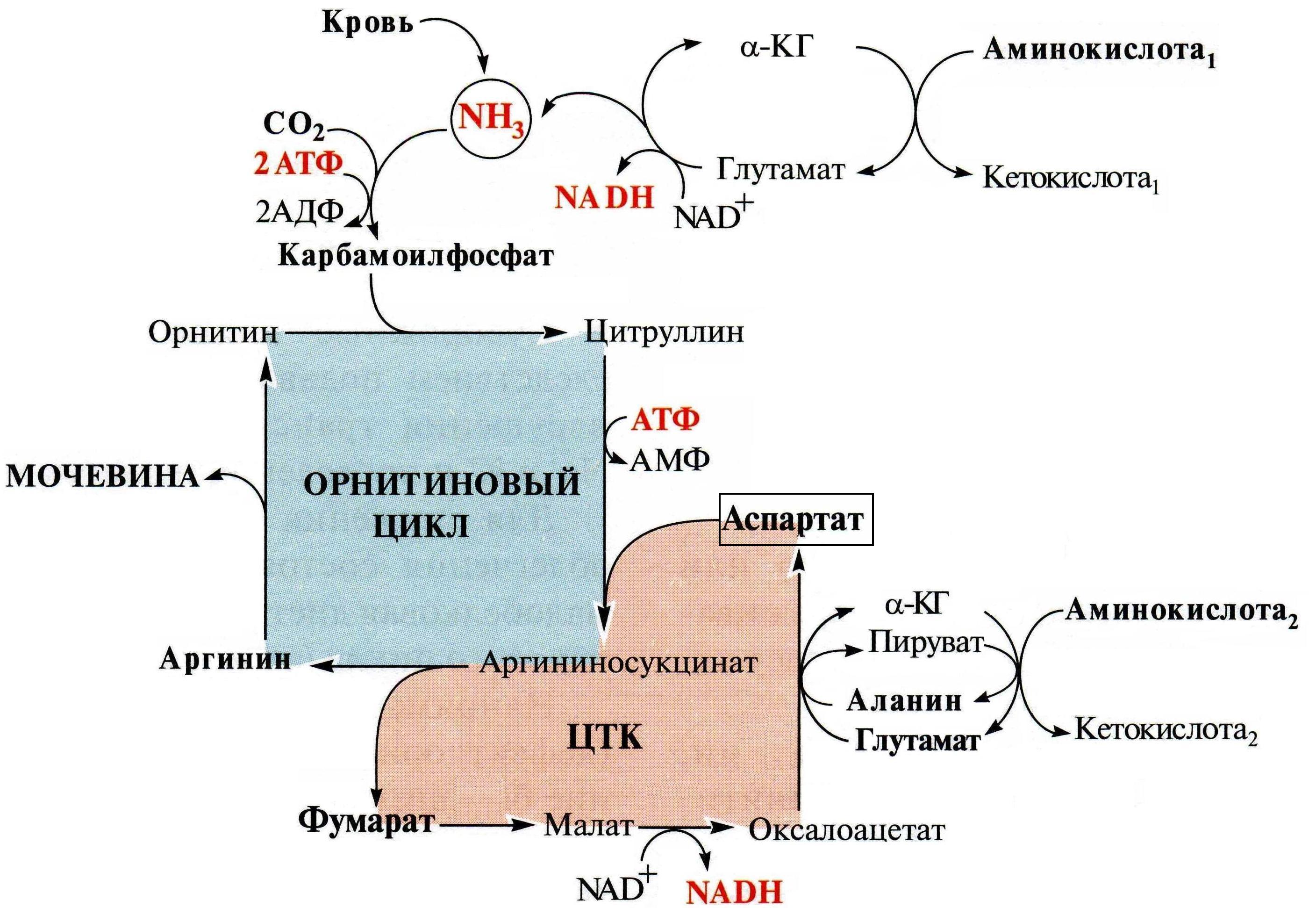 Схема орнитинового цикла