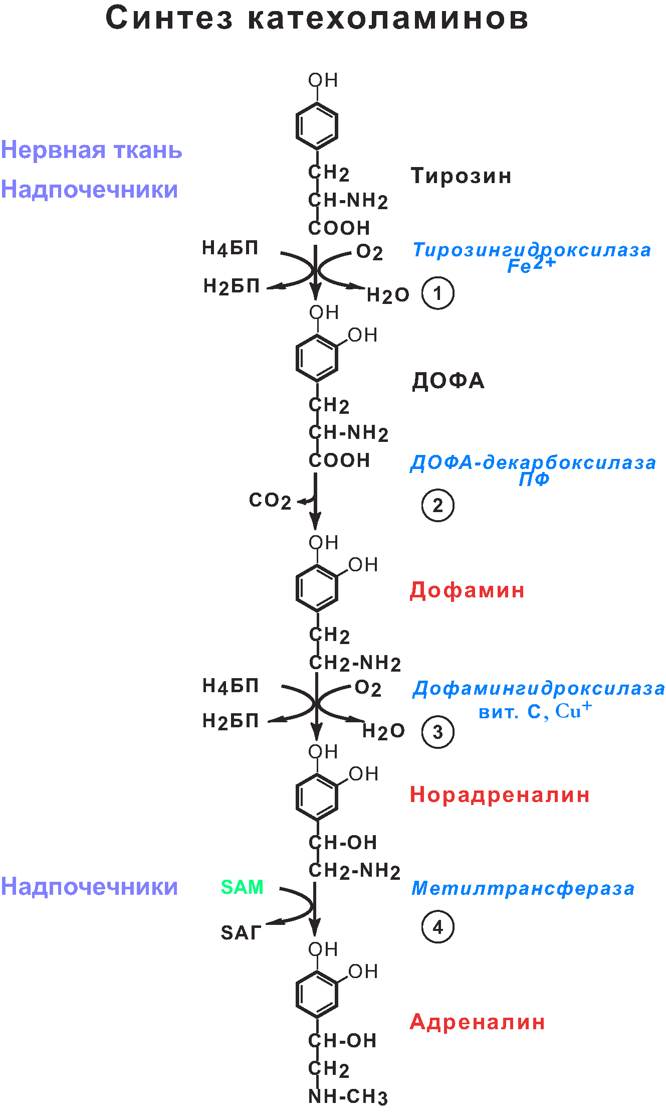 Синтез тирозина. Реакция синтеза адреналина из тирозина. Схема синтеза адреналина из тирозина.. Синтез катехоламинов из тирозина схема. Синтез катехоламинов биохимия.