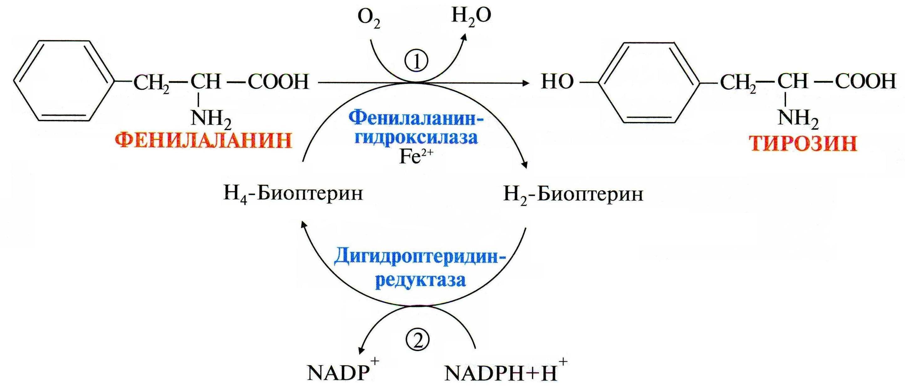 Синтез тирозина. Образование тирозина из фенилаланина реакция. Реакция превращения фенилаланина в тирозин. Схема превращения фенилаланина и тирозина. Реакция синтеза тирозина.
