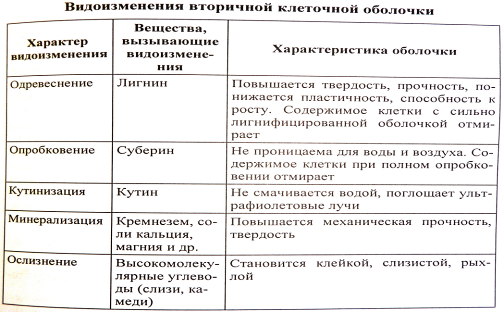 Химические изменения клеток. Химические изменения клеточной стенки. Видоизменения клеточной стенки таблица. Видоизменения клеточной стенки растений. Клеточная стенка. Видоизменения клеточной стенки..