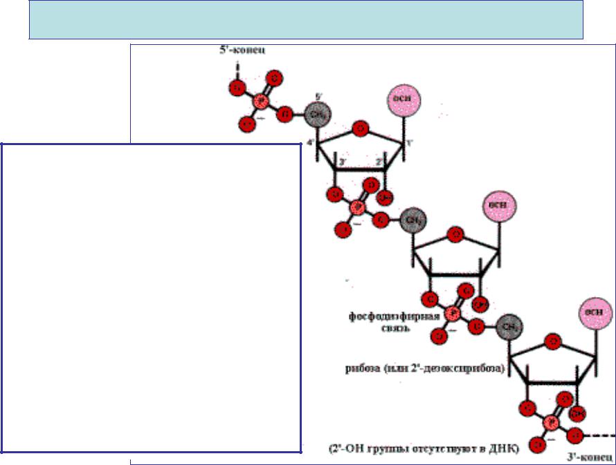 2 цепь днк и рнк. Образование фосфодиэфирной связи между нуклеотидами. Строение ДНК фосфодиэфирные связи. 3 5 Фосфодиэфирная связь РНК. Фосфодиэфирная связь между нуклеотидами.