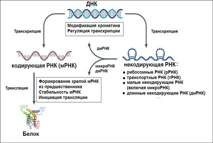 Вирусный транскрипция. Регуляция структуры хроматина. Процессы транскрипции и трансляции вирусов. Малые некодирующие РНК. Некодирующие РНК строение.
