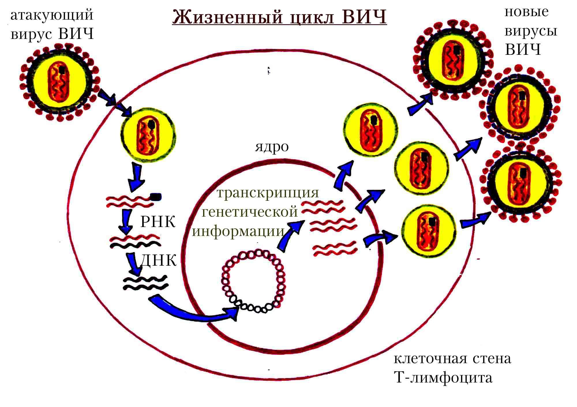 Как происходит размножение вирусов вызывающих спид. Цикл развития ВИЧ схема. Жизненный цикл вируса ВИЧ инфекции. Стадии цикла развития вируса ВИЧ. ВИЧ схема заражения.