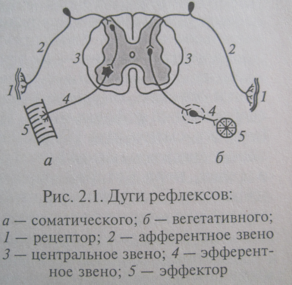 Рефлекторный компонент. Вегетативная рефлекторная дуга схема. Схема рефлекторных дуг соматического рефлекса. Схема дуги вегетативного рефлекса. Схема дуги соматического и вегетативного рефлекса значение.