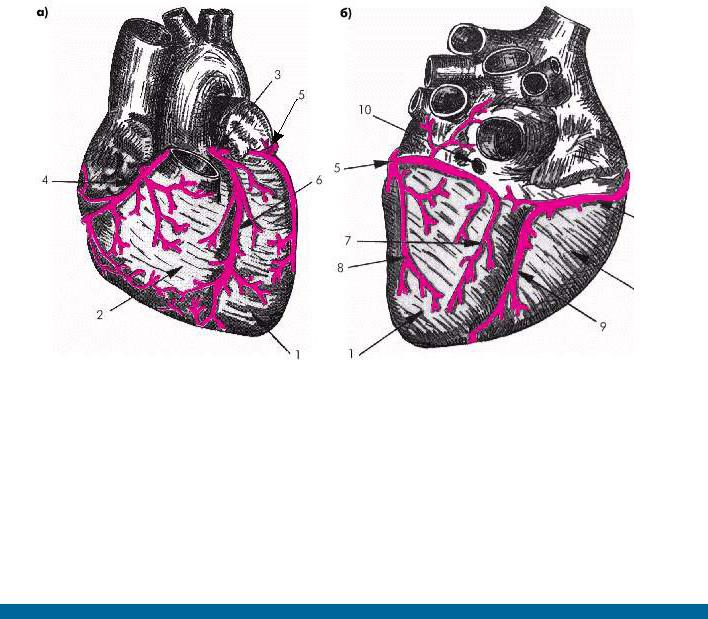 3 околосердечная сумка. Миокардиальные мостики коронарных артерий. Сегменты коронарных артерий РКТ. Околосердечная сумка. Строение сердца сумка.