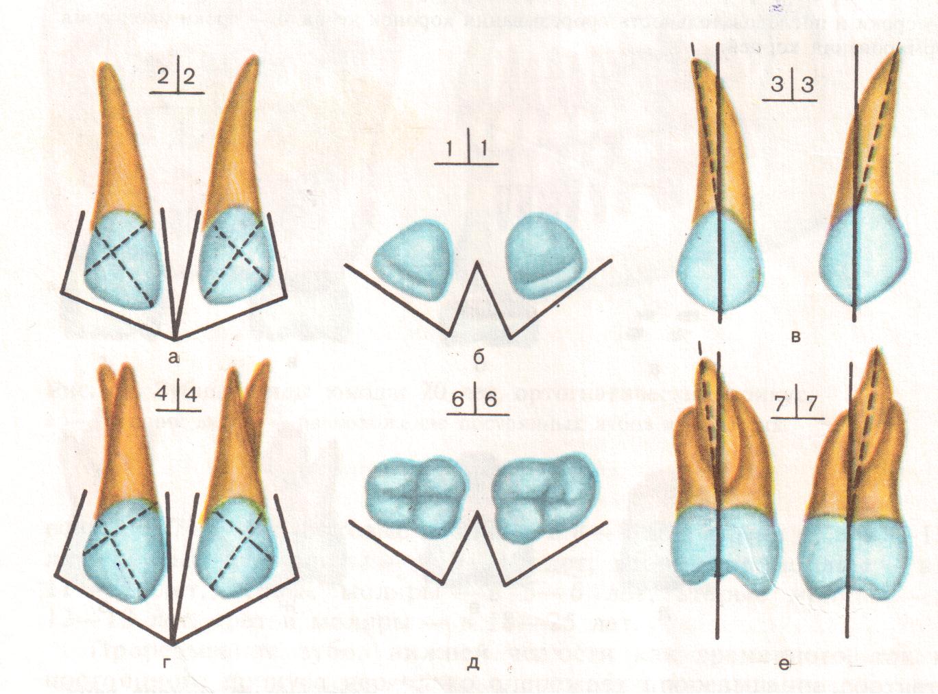 Почему зубы отличаются между собой у разных. Молочный прикус анатомия зубов. Анатомия постоянных зубов. Строение молочных и постоянных зубов.