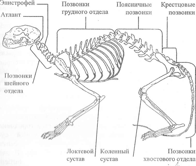 Скелет млекопитающих состоит из 4 отделов