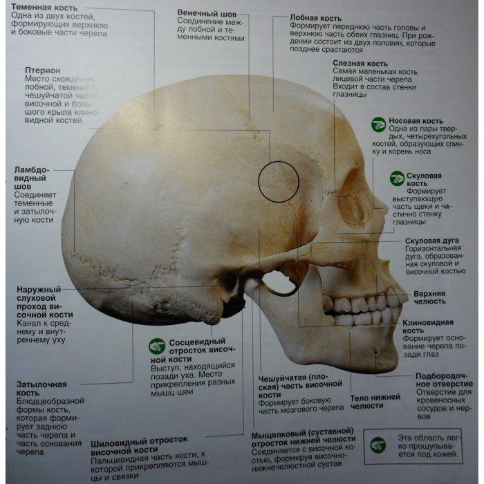 2 теменные кости. Кости черепа человека анатомия теменная кость. Основание черепа вид сбоку. Лобная кость затылочная кость височная кость.