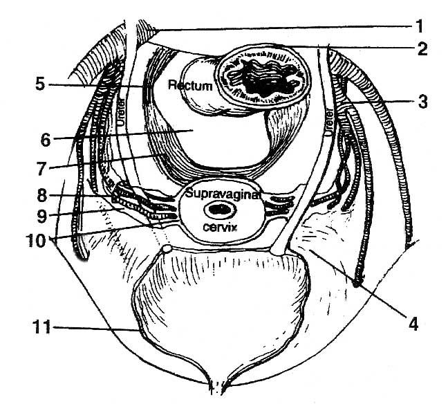 Женский половой орган персик. Схема наружных женских половых органов. Строение женского полового органа схема.