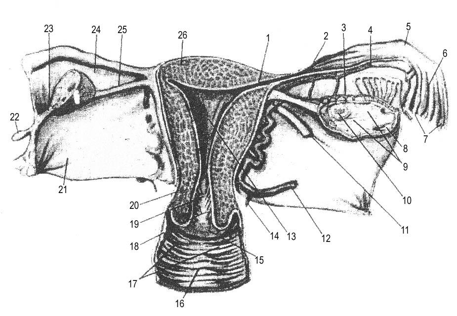 Женская половая труба. Придатки матки анатомия. Перешеек матки анатомия.