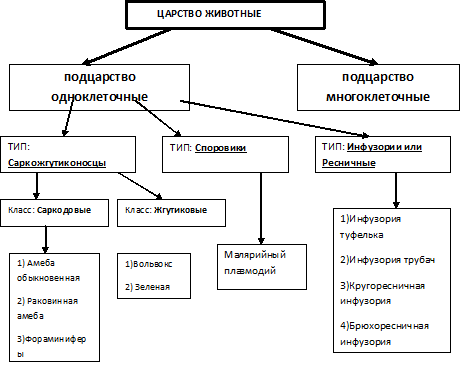 Схема классификации животных 7 класс