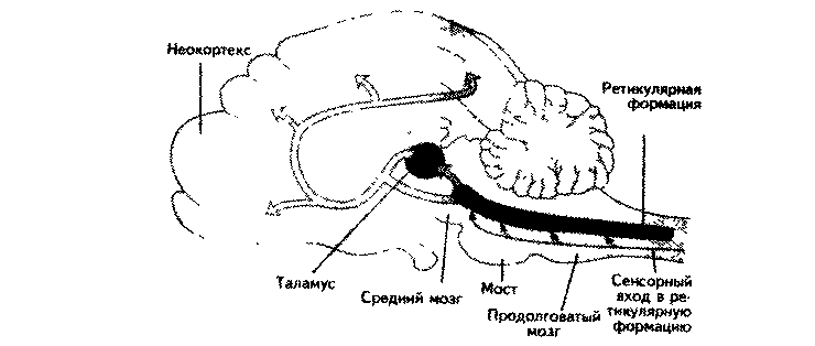 Нарисуйте ээг кошки после разрушения ядер восходящей ретикулярной активирующей системы врас