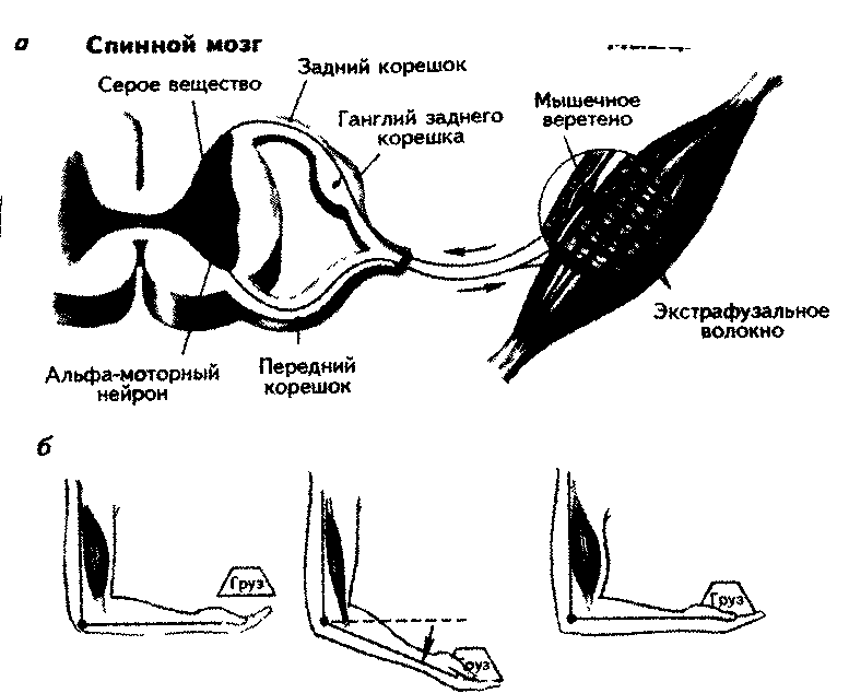 Схема рефлекса растяжения