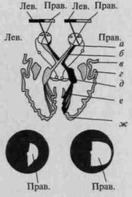 что такое локальные системы мозга