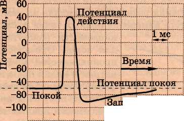 Потенциал действия и его распространение