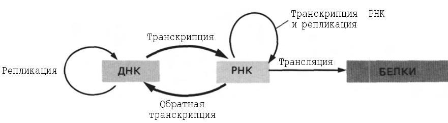 Процессу реализации генетической информации отвечает схема