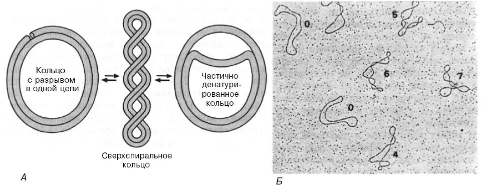 1.5 Разнообразие форм днк