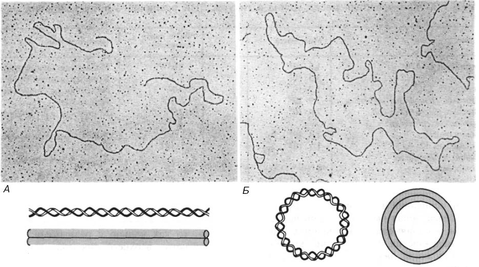 Форма днк бактерий. Микрофотография кольцевой ДНК. Схематическое представление структуры пор активированного угля:.