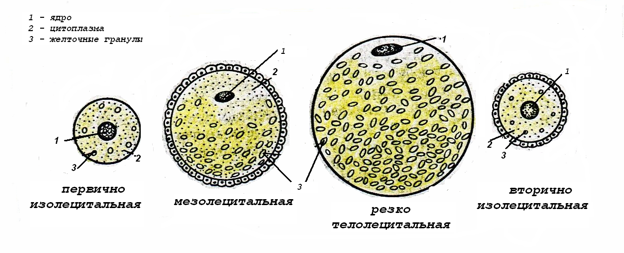 Половые клетки земноводных. Типы яйцеклеток распределению желтка. Яйцеклетка гистология мембрана. Телолецитальная яйцеклетка строение. Изолецитальная яйцеклетка Тип.