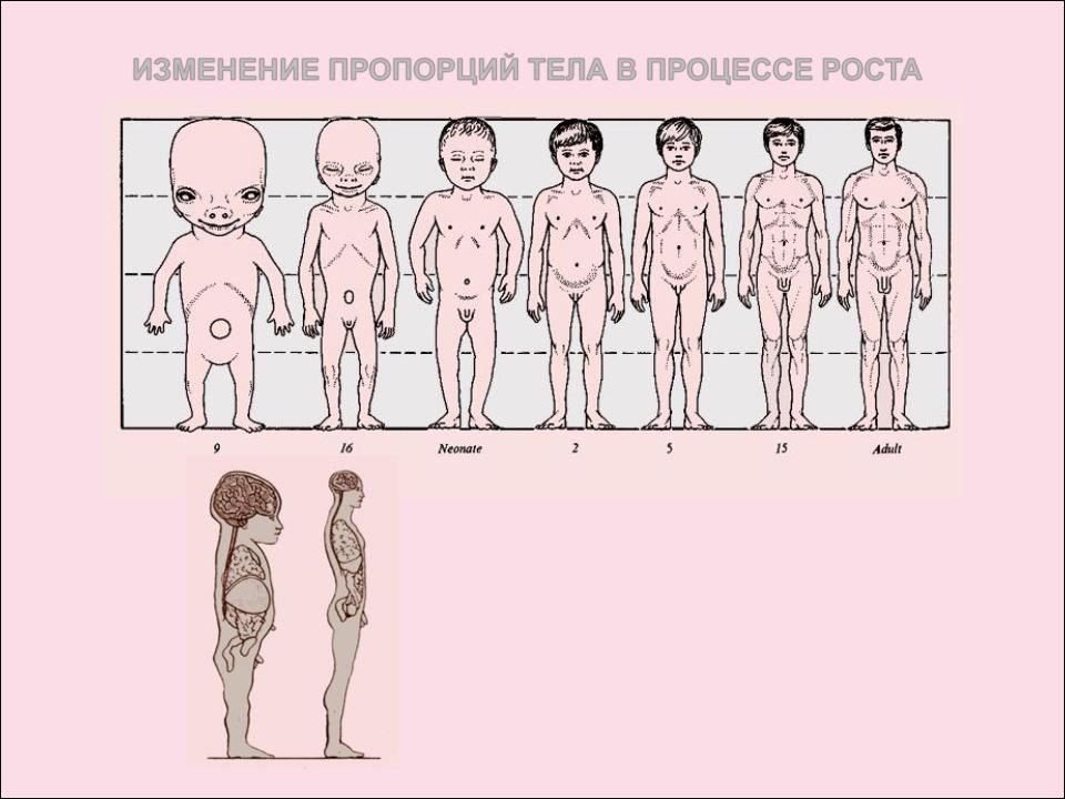Тело человека растет растет. Изменение пропорций тела в процессе роста. Возрастные изменения пропорций тела. Изменение пропорций тела ребенка. Возрастные изменения пропорций тела девочки.