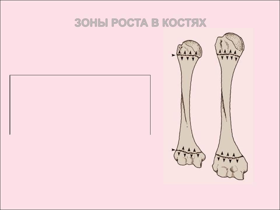 Пластина роста. Зоны роста трубчатых костей у детей. Ростковые зоны костей. Строение зоны роста кости у детей.