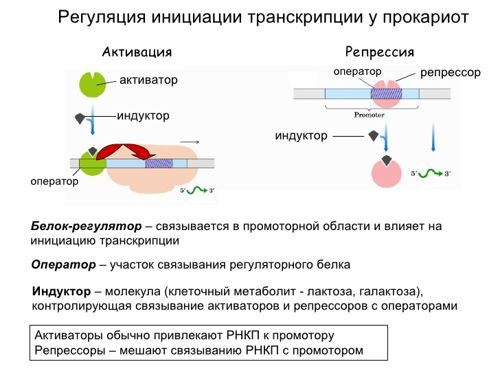 Картинки ХАРАКТЕРИСТИКА ПРОЦЕССА ТРАНСКРИПЦИИ