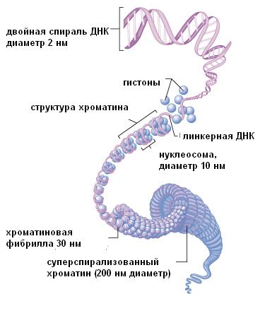 Образование двухроматидных хромосом спирализация хромосом. Хромомерный уровень организации хроматина. Хромонемный уровень компактизации ДНК. Уровни организации хроматина кратко. Уровни организации интерфазного хроматина.