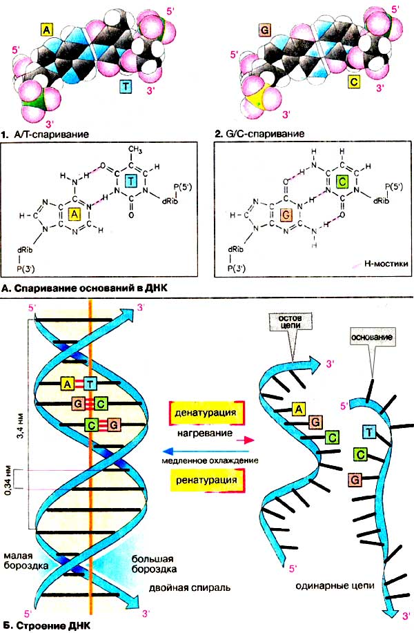 Химические соединения днк. Структура дезоксирибонуклеиновой кислоты (ДНК).. Схема соединения аминокислот в ДНК. Аминокислоты строение ДНК. Схема строения молекулы ДНК.