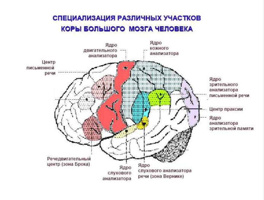 Отделы мозга имеющие кору. Корковые центры коры головного мозга. Схема функции коры головного мозга. Локализация двигательного анализатора в коре головного мозга. Корковые анализаторы лобной доли.