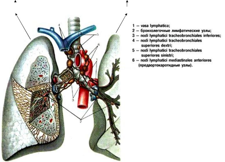 Легочные лимфоузлы. Лимфатическая система легких схема. Лимфатические сосуды грудной полости анатомия. Лимфатические узлы легкие анатомия. Схема лимфатических узлов легких.