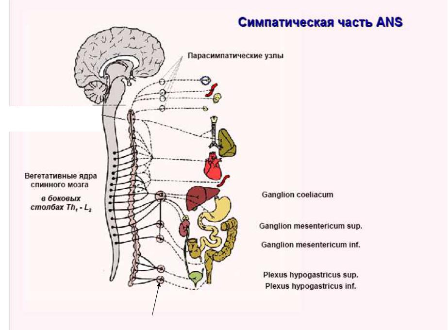 Ядра симпатического отдела. Вегетативная нервная система схема спинного мозга. Узлы симпатической части вегетативной нервной системы. Симпатическая часть автономной нервной системы. Нервы симпатической нервной системы.