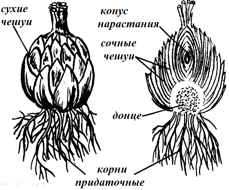 Корневая система тюльпана. Строение луковицы лилии. Чешуйчатая луковица лилии строение. Имбрикатная луковица лилии. Луковица лилейных схема.