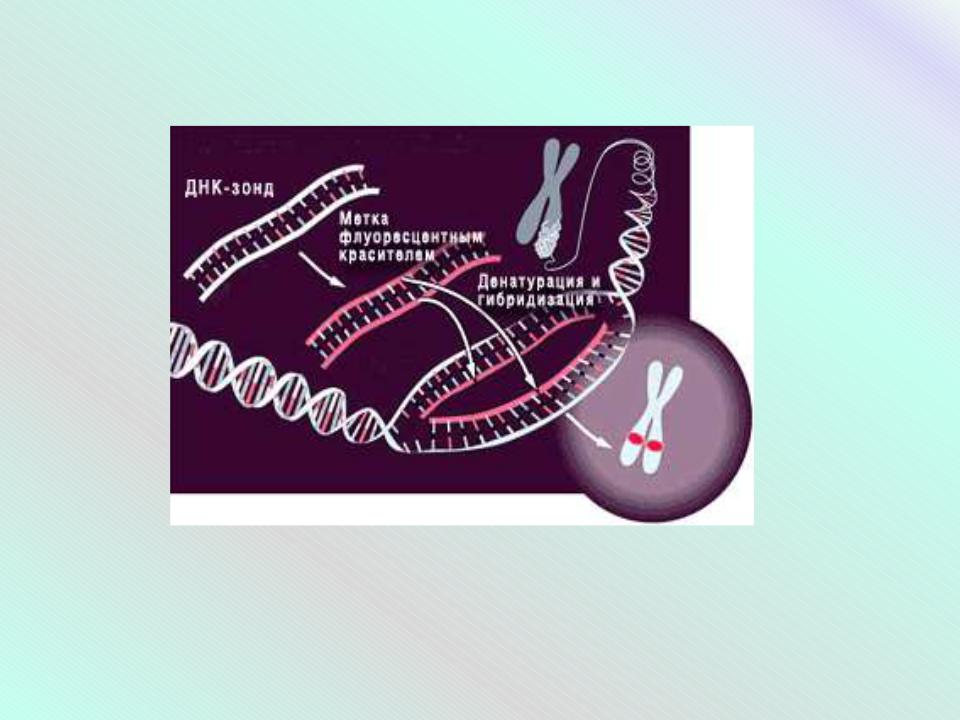 Днк зонд. ДНК-гибридизации in situ;. РНК-зонды. ДНК И РНК зонды.