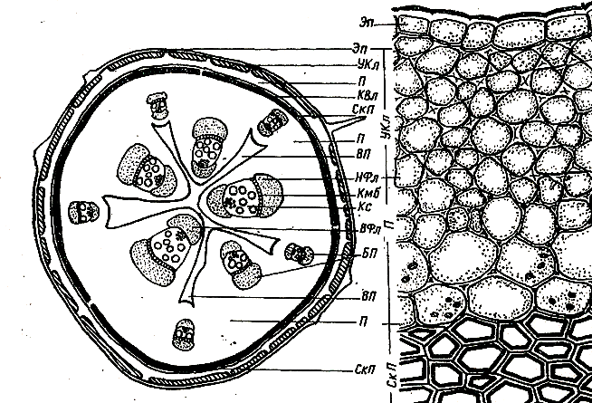 Изображенный на рисунке срез. Строение стебля тыквы на поперечном срезе. Поперечный срез стебля тыквы. Пучковое строение стебля тыквы. Поперечный срез стебля селагинеллы.