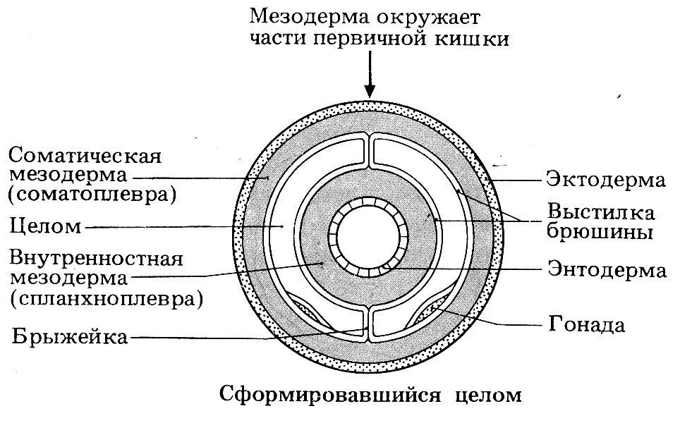 Обозначенная полость