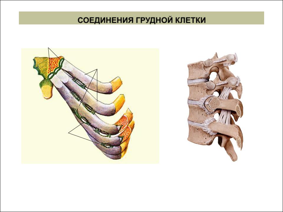 Соединения грудины