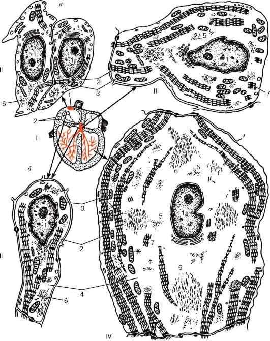 Строение кардиомиоцита схема