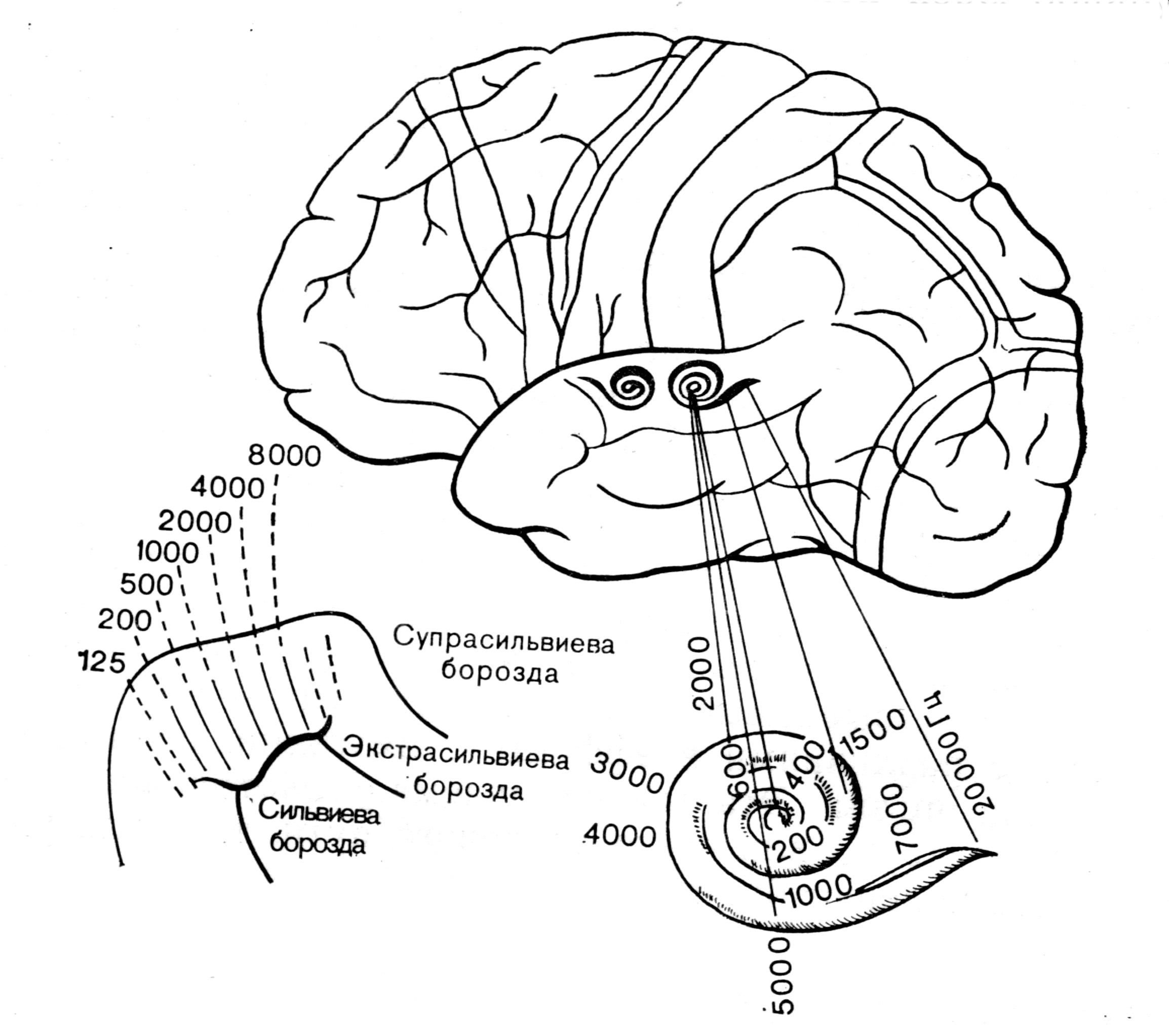 Костная передача звука. Проекция органов на ушной раковине человека.