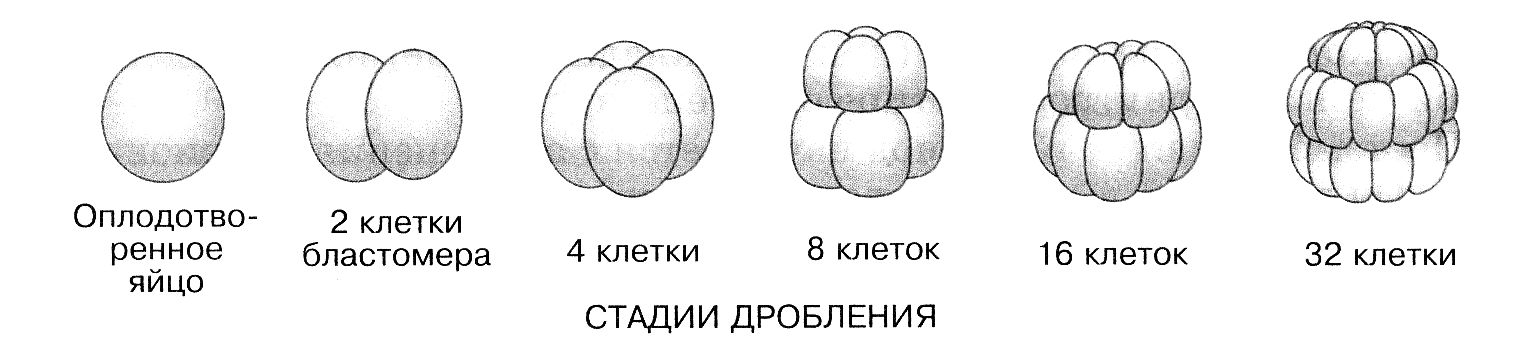 Стадии дробления рисунок