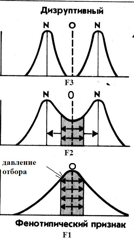 Дизруптивный отбор. Дизруптивный отбор это форма естественного отбора. Погремок большой дизруптивный отбор. Дизруптивный отбор Погремок Луговой. Дизруптивный отбор примеры Погремок.