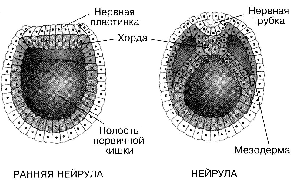 Строение нейрулы рисунок с подписями